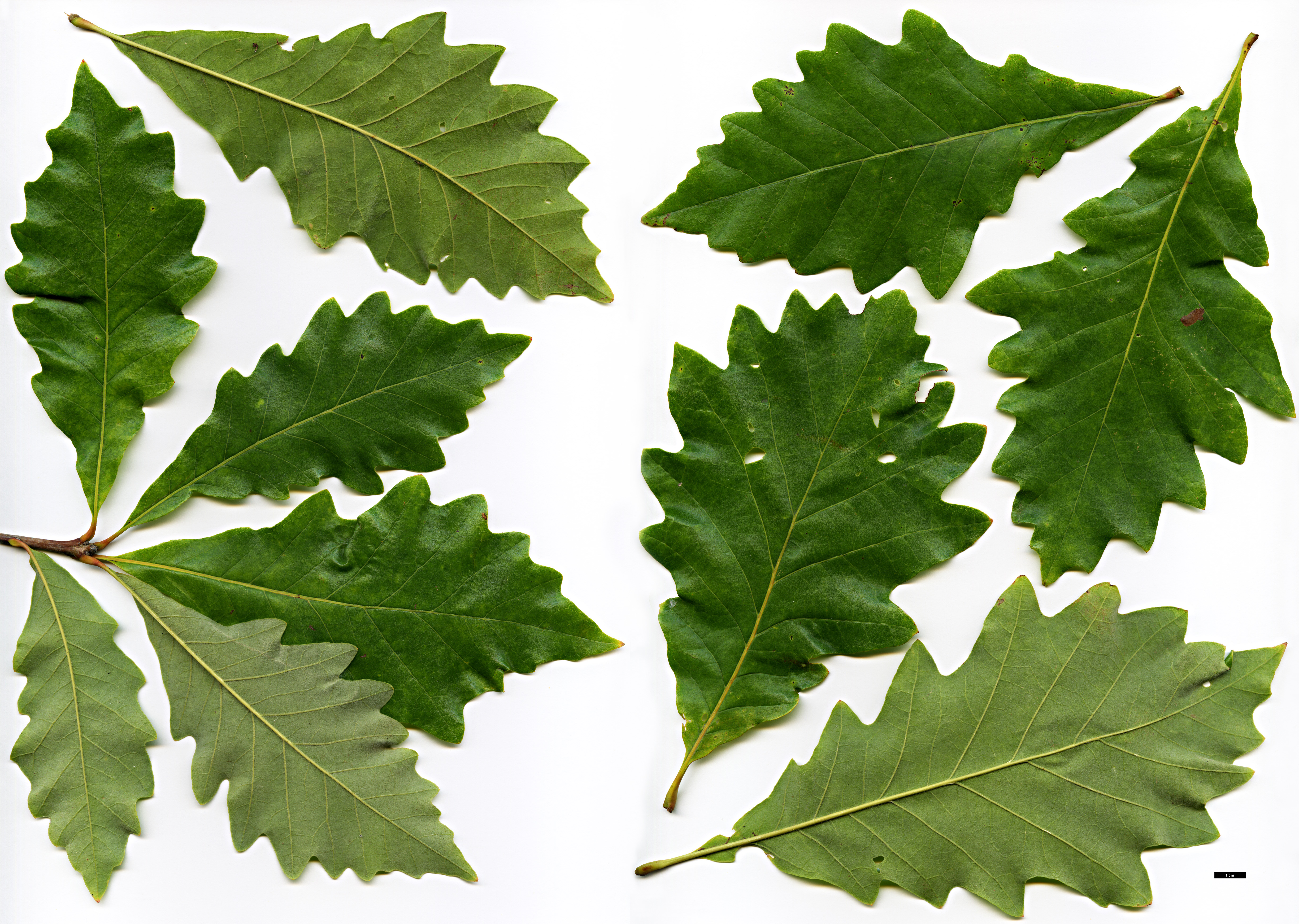 High resolution image: Family: Fagaceae - Genus: Quercus - Taxon: ×introgressa (Q.bicolor × Q.muehlenbergii × Q.prinoides)